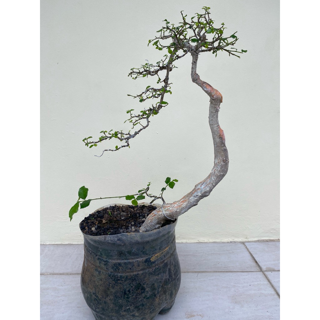 bonsai siap pajang serut bunjin style, real pict