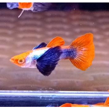 paket 3pcs guppy platinum red tail dumbo ear koi PRTDE KOI (ISI 3)