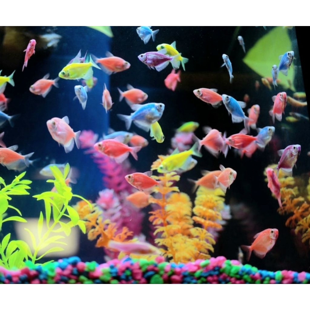Hiasan akuarium tetra warna warni glowfish ikan hias air tawar aquascape