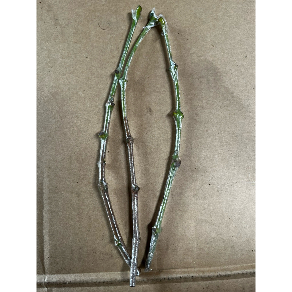 Entres Jambu Air Valid