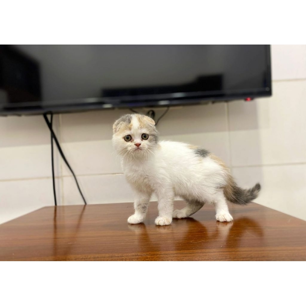 Scootish fold betina