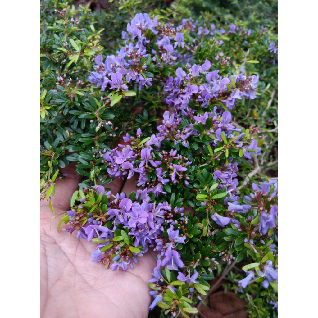 saeng simbur super micro vietnam | bonsai saeng simbur | saeng simbur