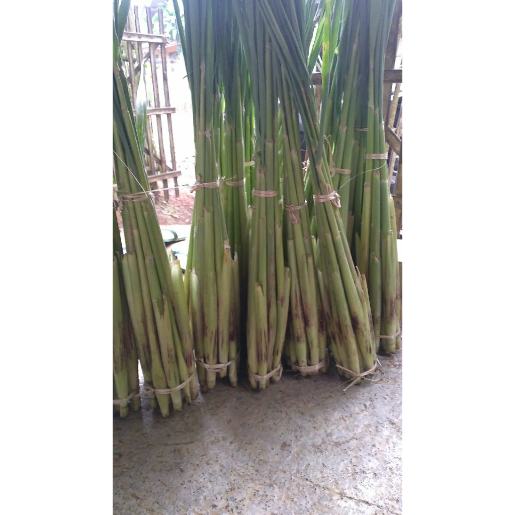 Turubuk/tebu endog /telor tebu fresh /10pcs