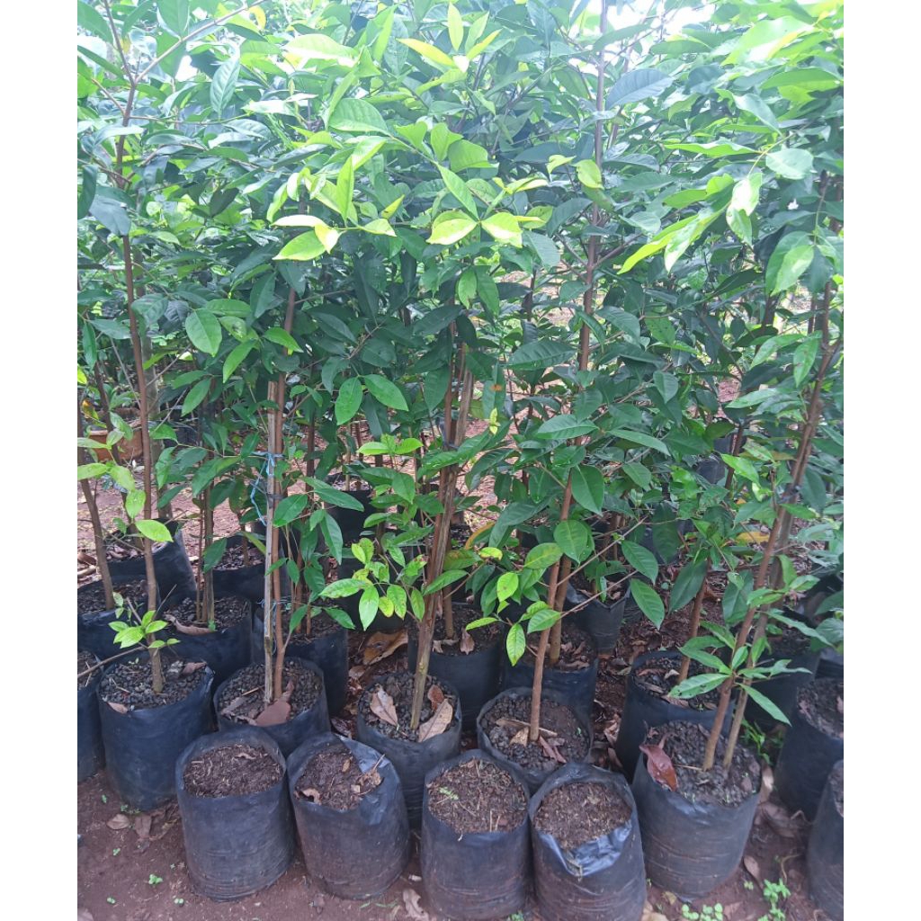 tanaman salam/pohon salam/daunsalam/tinggi 2 meter