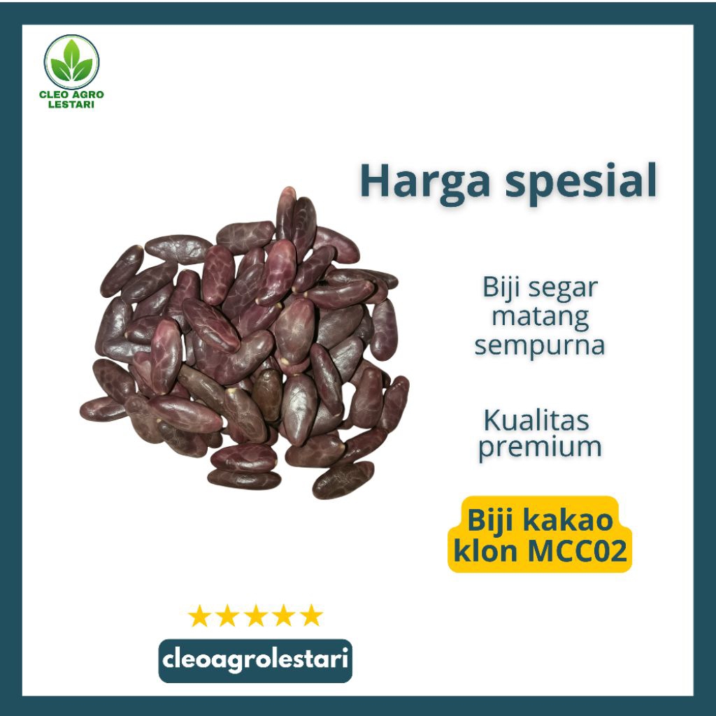 Biji Kakao MCC02 Segar Siap Semai Benih Kakao Unggul Cepat Tumbuh Produktif Tinggi Cocok untuk Pembi