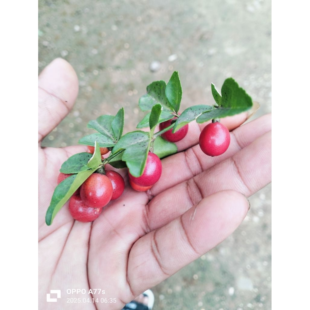 PROMO BUAH/JERUK KIMKIT isi 70 buah