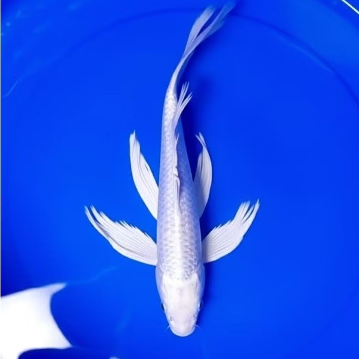 paketan 5 Ekr koi blitar salyer platinum sisik naga ukuran 3-4cm