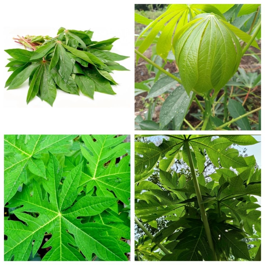 paket ekonomis daun singkong dan daun pepaya,lalaban siap rebus