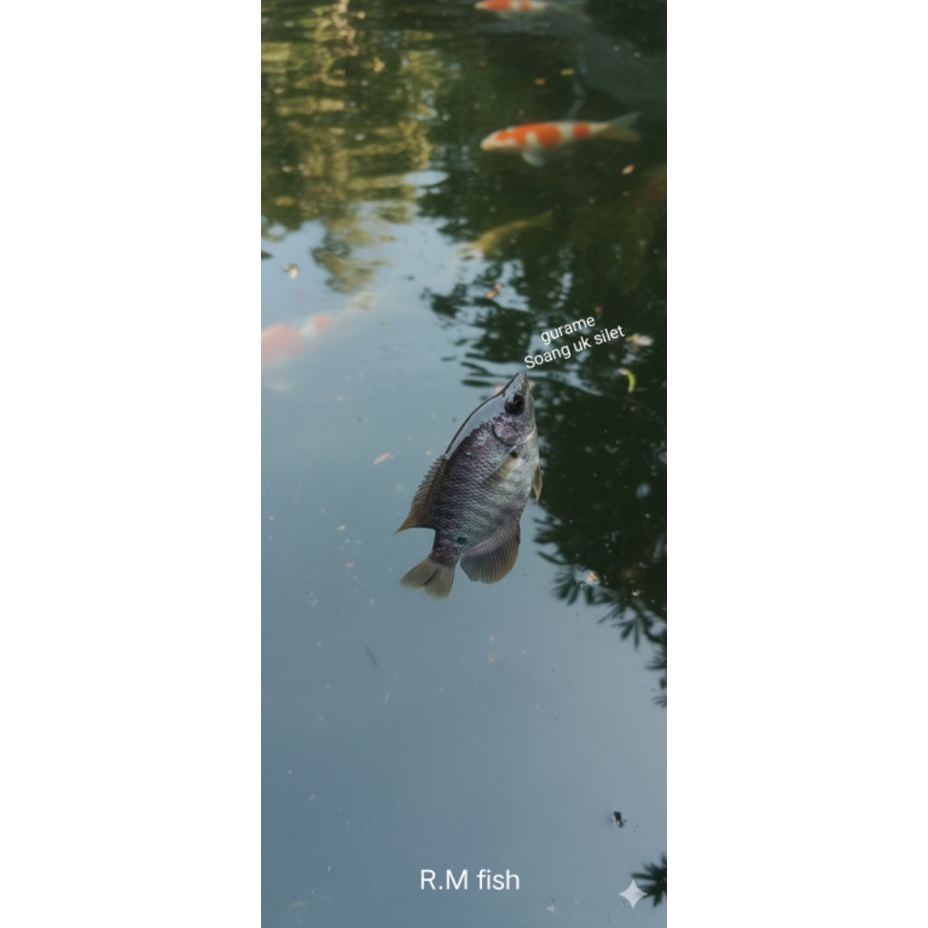 Bibit Ikan Gurame Soang Hidup Ukuran Silet (±4–6 cm) – Cepat Besar & Siap Budidaya