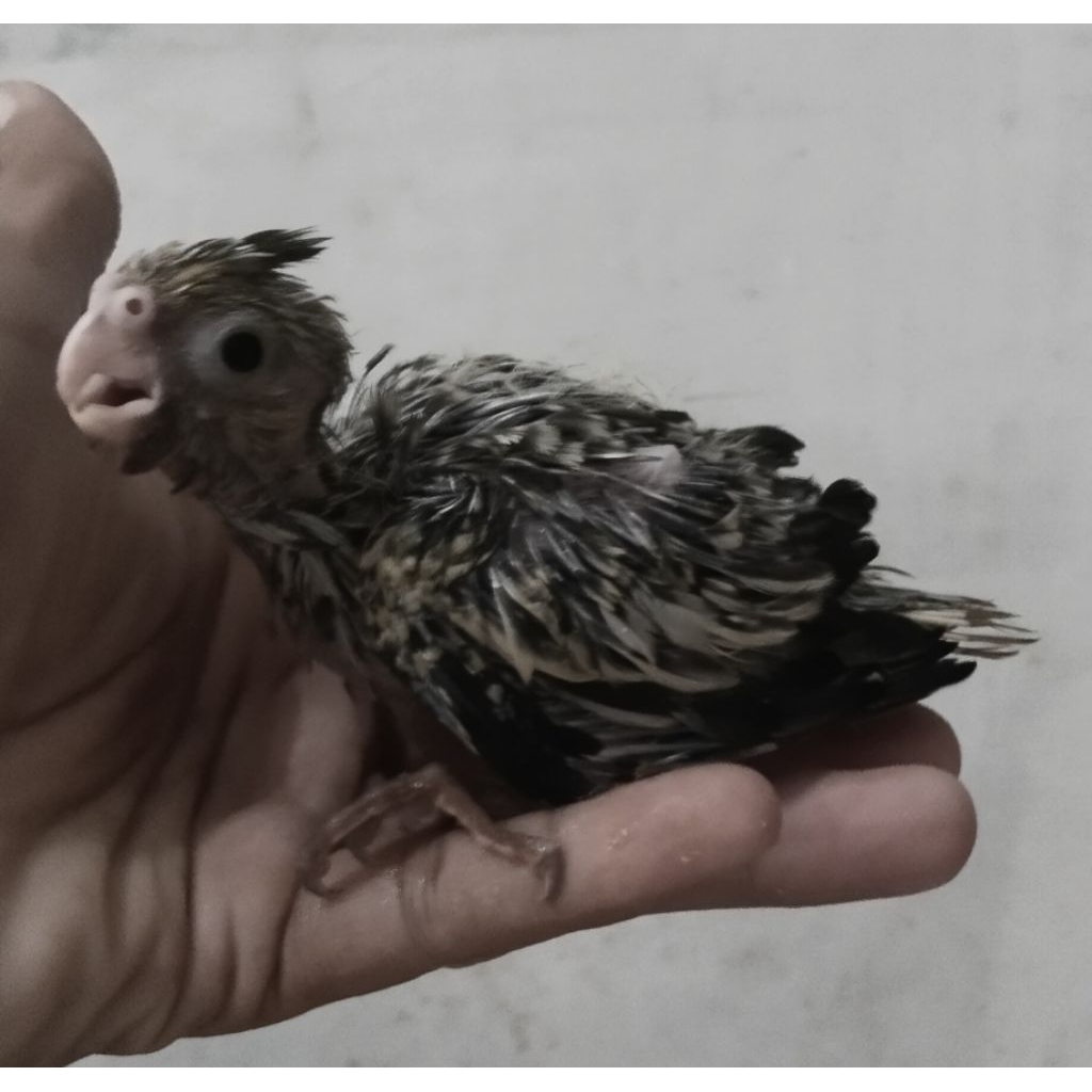 mainan anak lolohan burung falk parkit australia