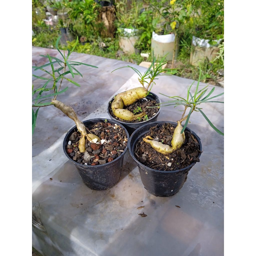 euphorbia hedyotoides