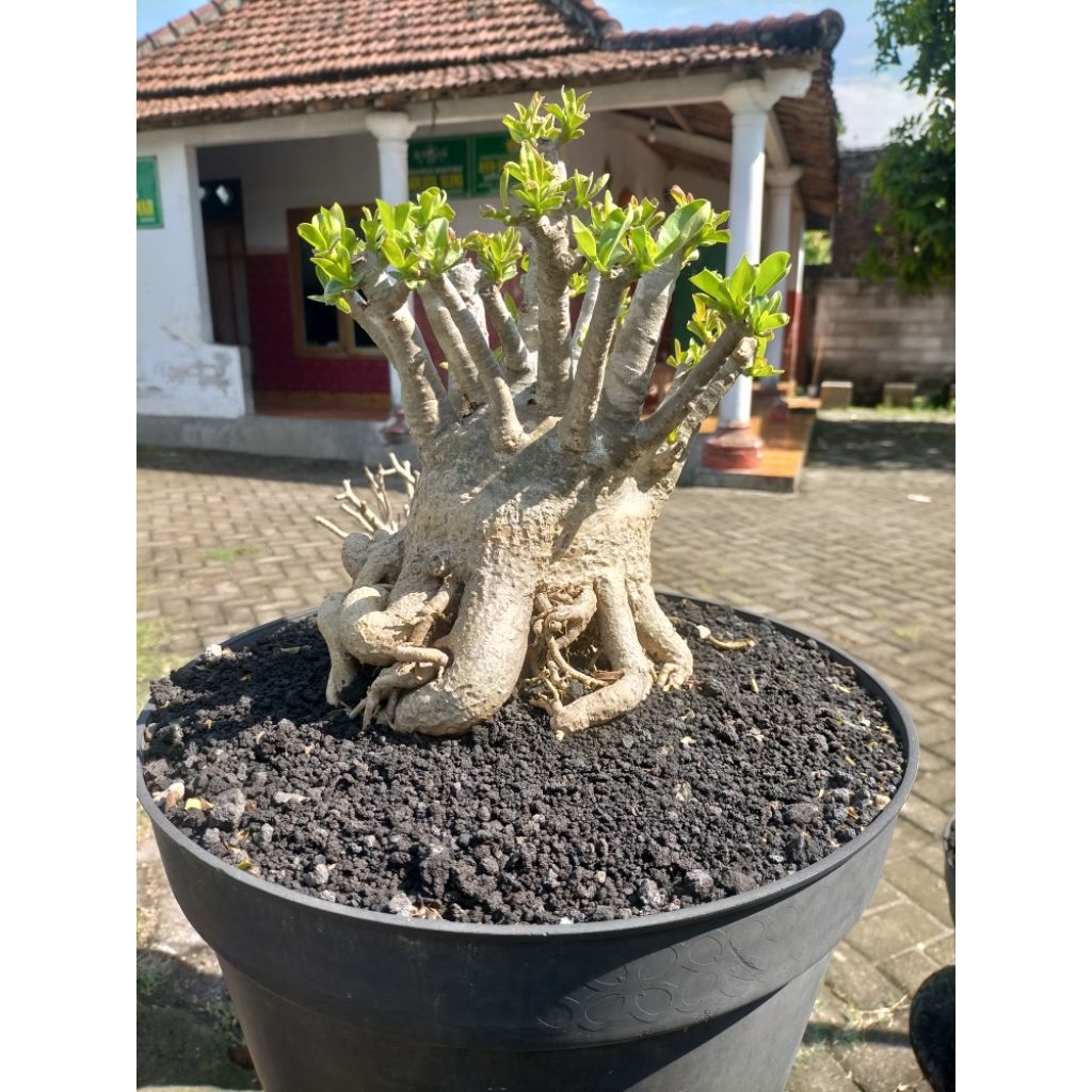 ADENIUM ARABICUM RCN/BUNGA ADENIUM THAISOCO/BUNGA HIAS