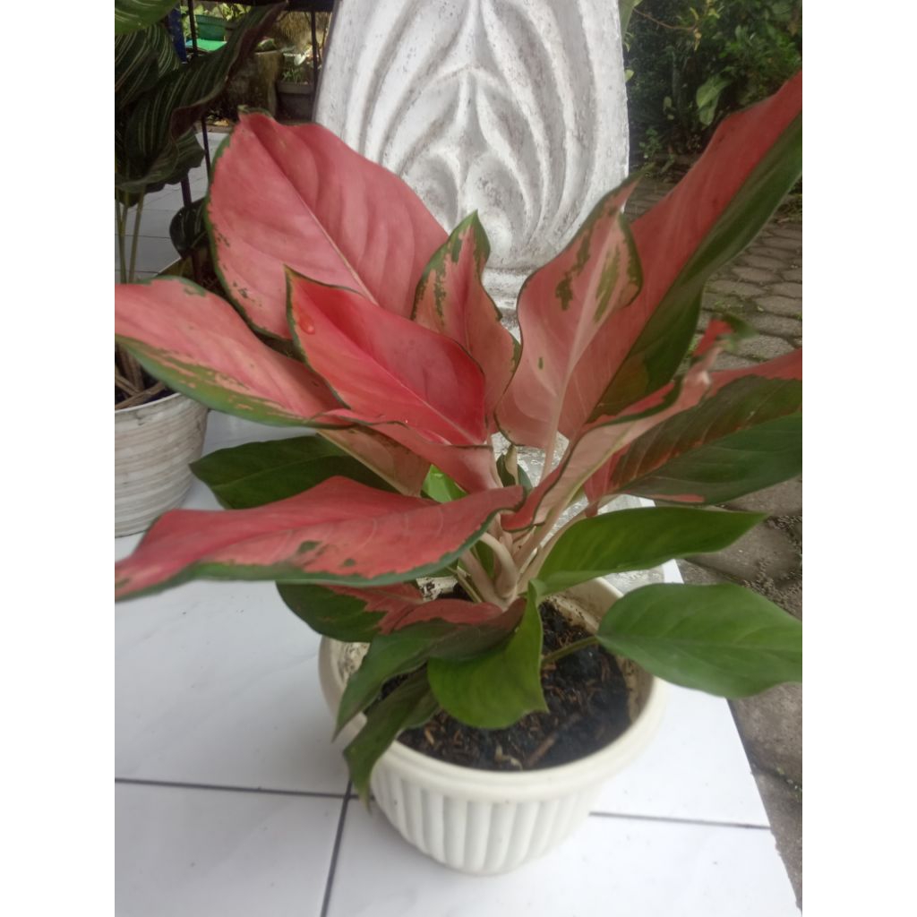 Aglonema Kocin Bendera/Belang