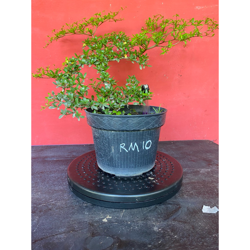 Bahan Bonsai Black Olive