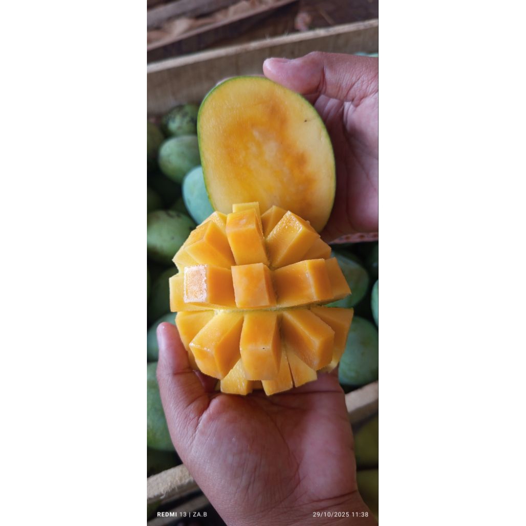 Mangga Madu Manalagi Asli Probolinggo