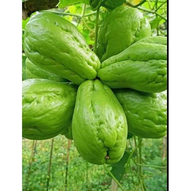 Sedia benih bibit labu siam super / labu siam anggur