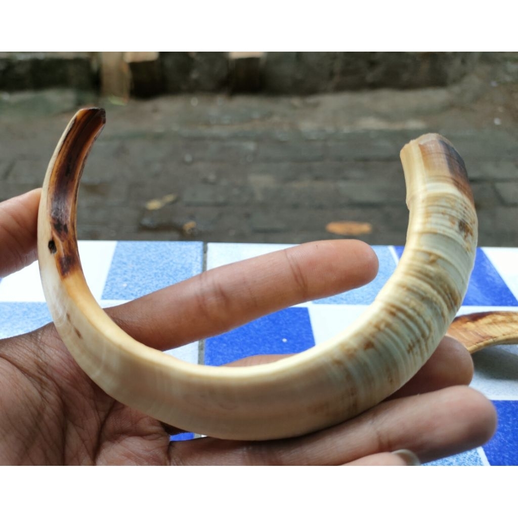 Liontin taring babi asli setengah lingkar