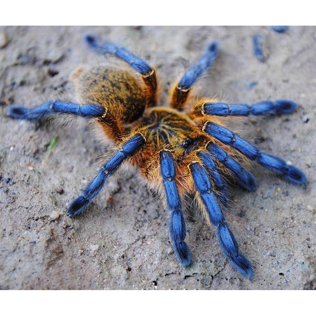 Harpactira pulchripes sling (pakan ikan)