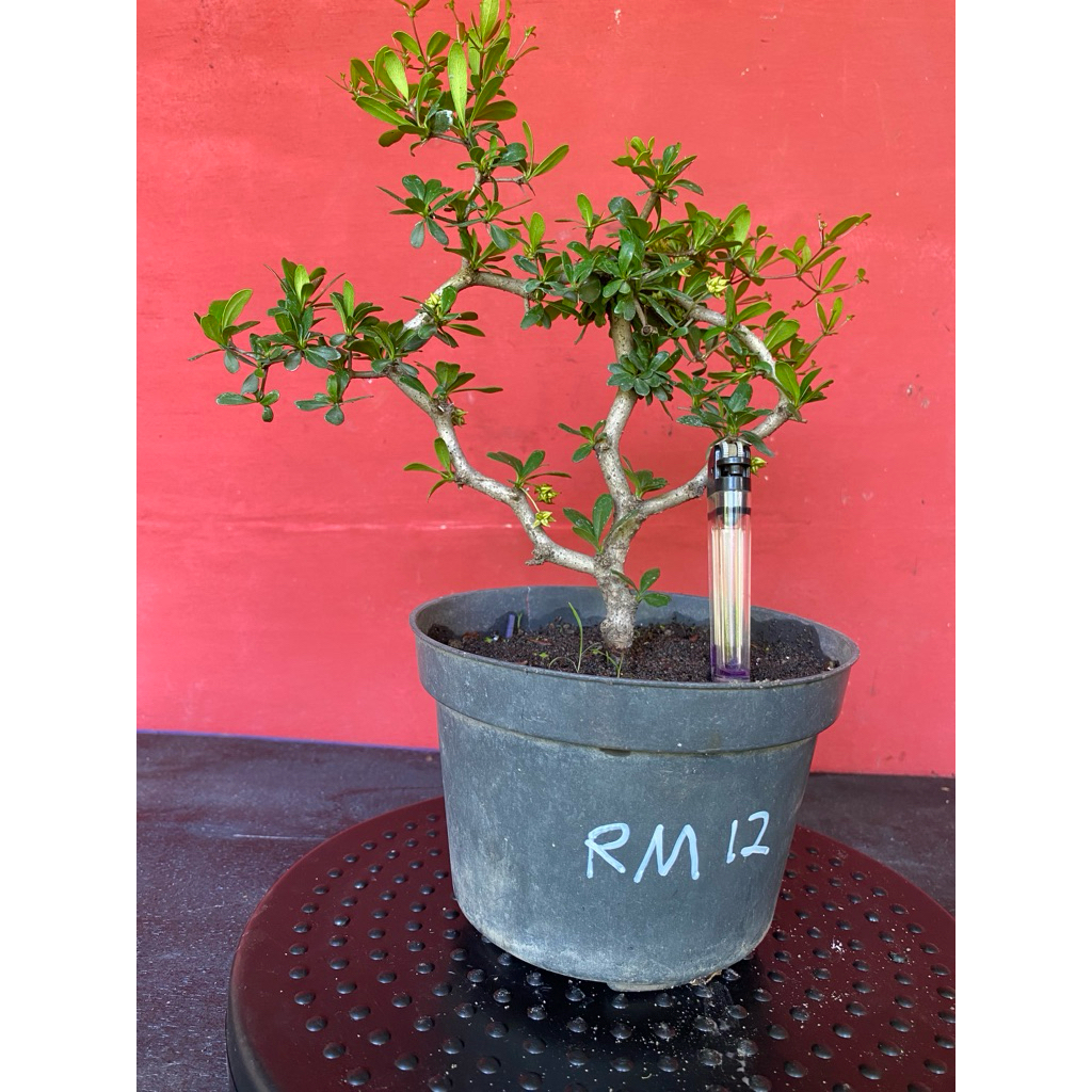 Bahan Bonsai Black Olive