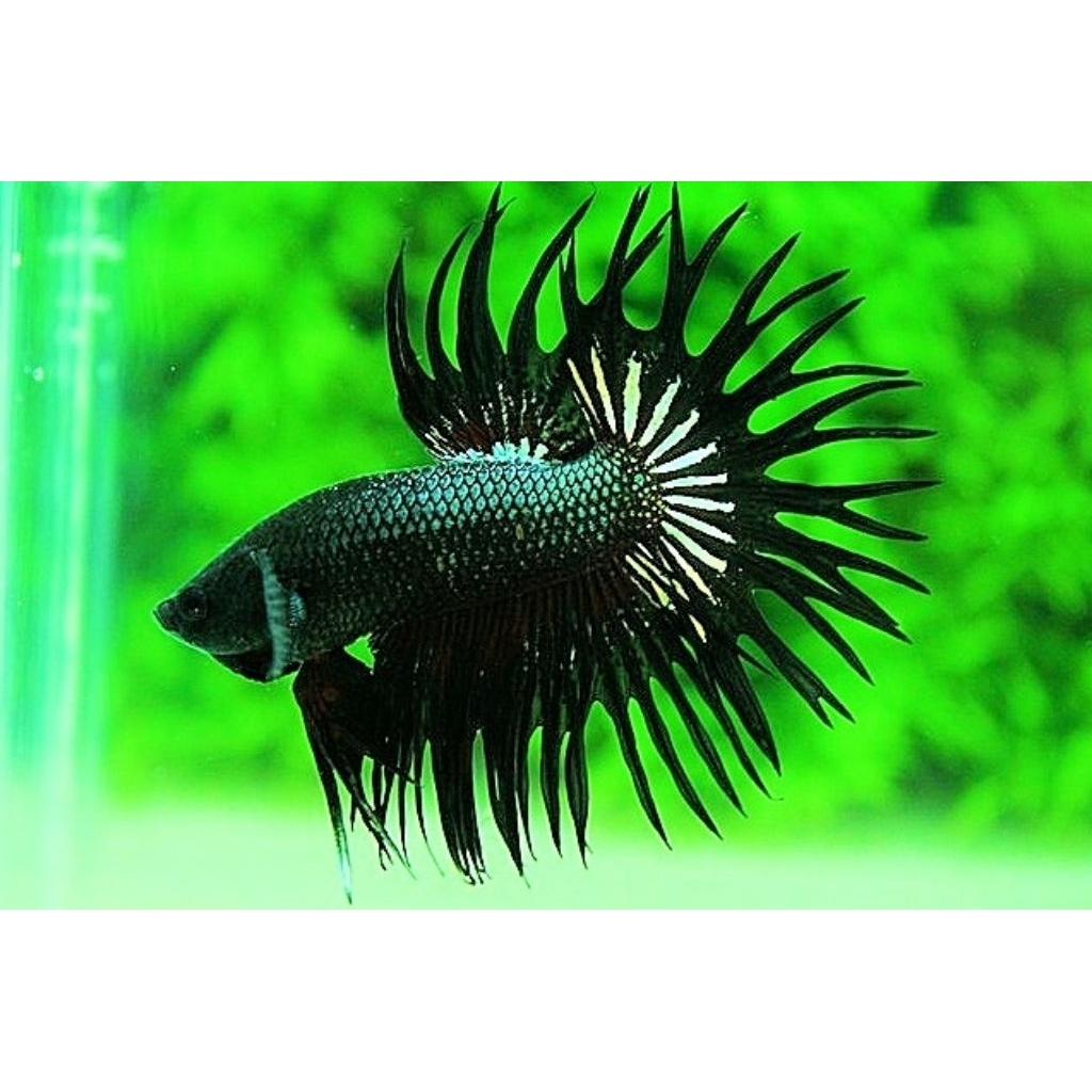 SERIT BLACK ORCHID CT ORCHID