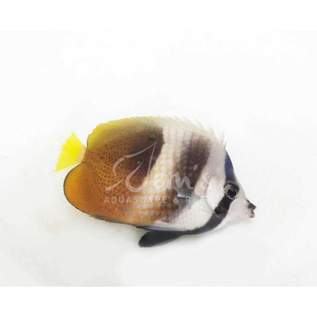 Ikan Hias Air Laut Kepe Coklat