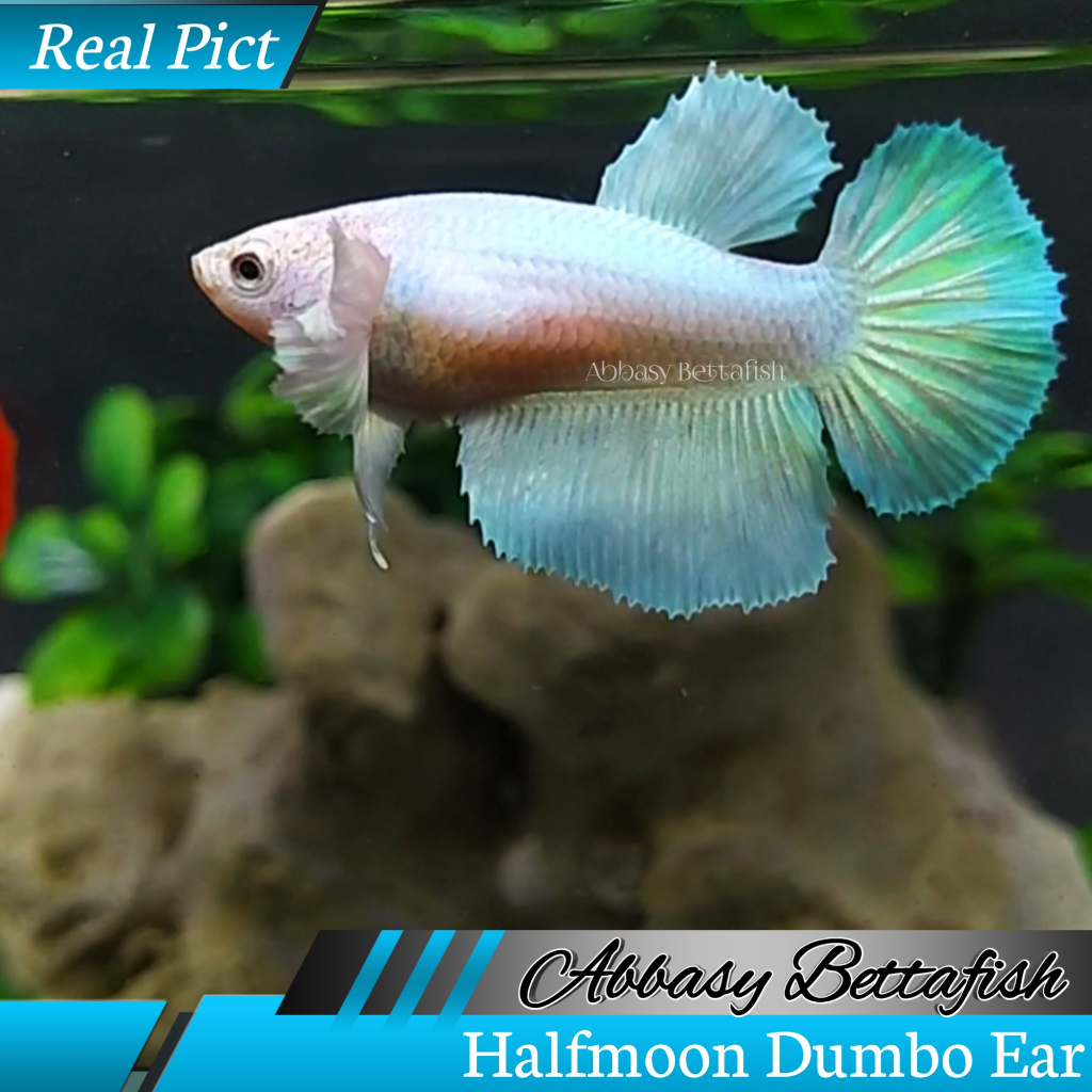 Halfmoon Dumbo Ear Alicron Female Real Picture 03