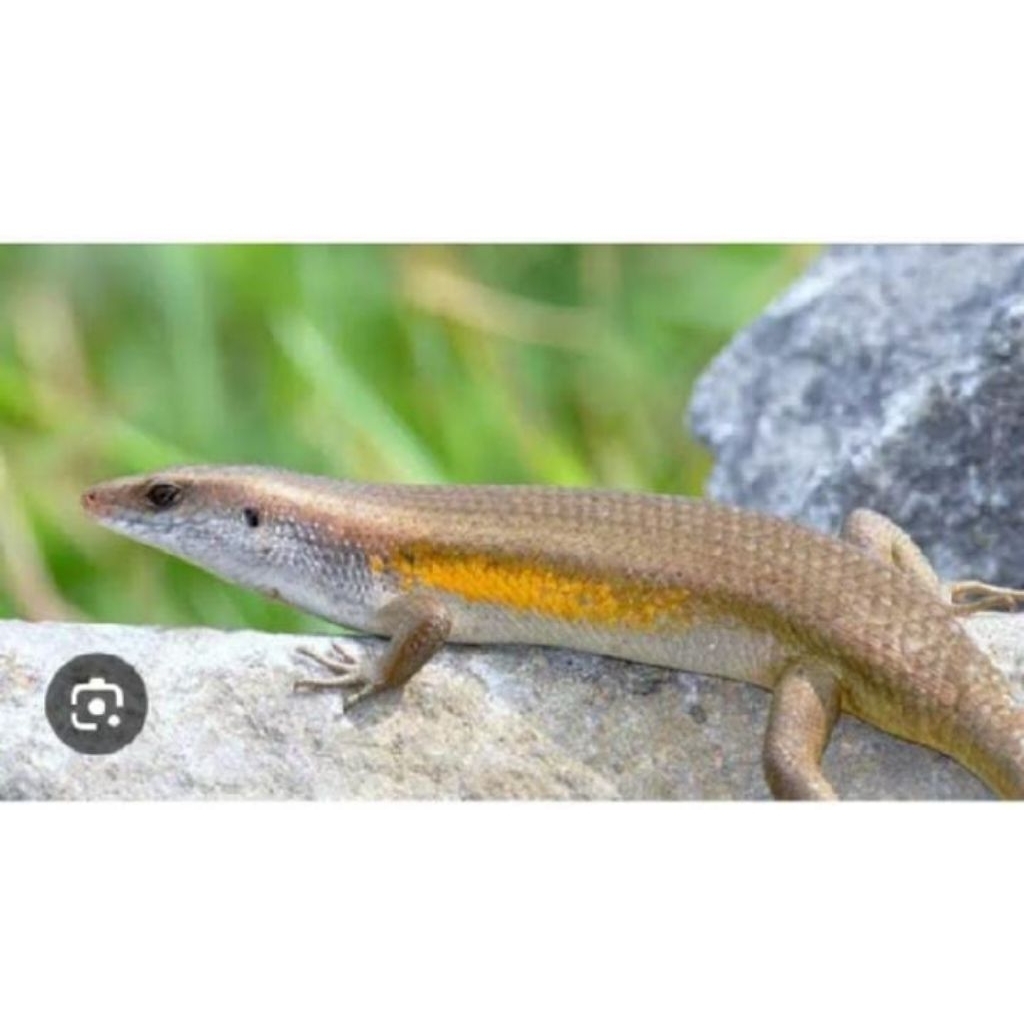 kadal sawah hidup per ekor