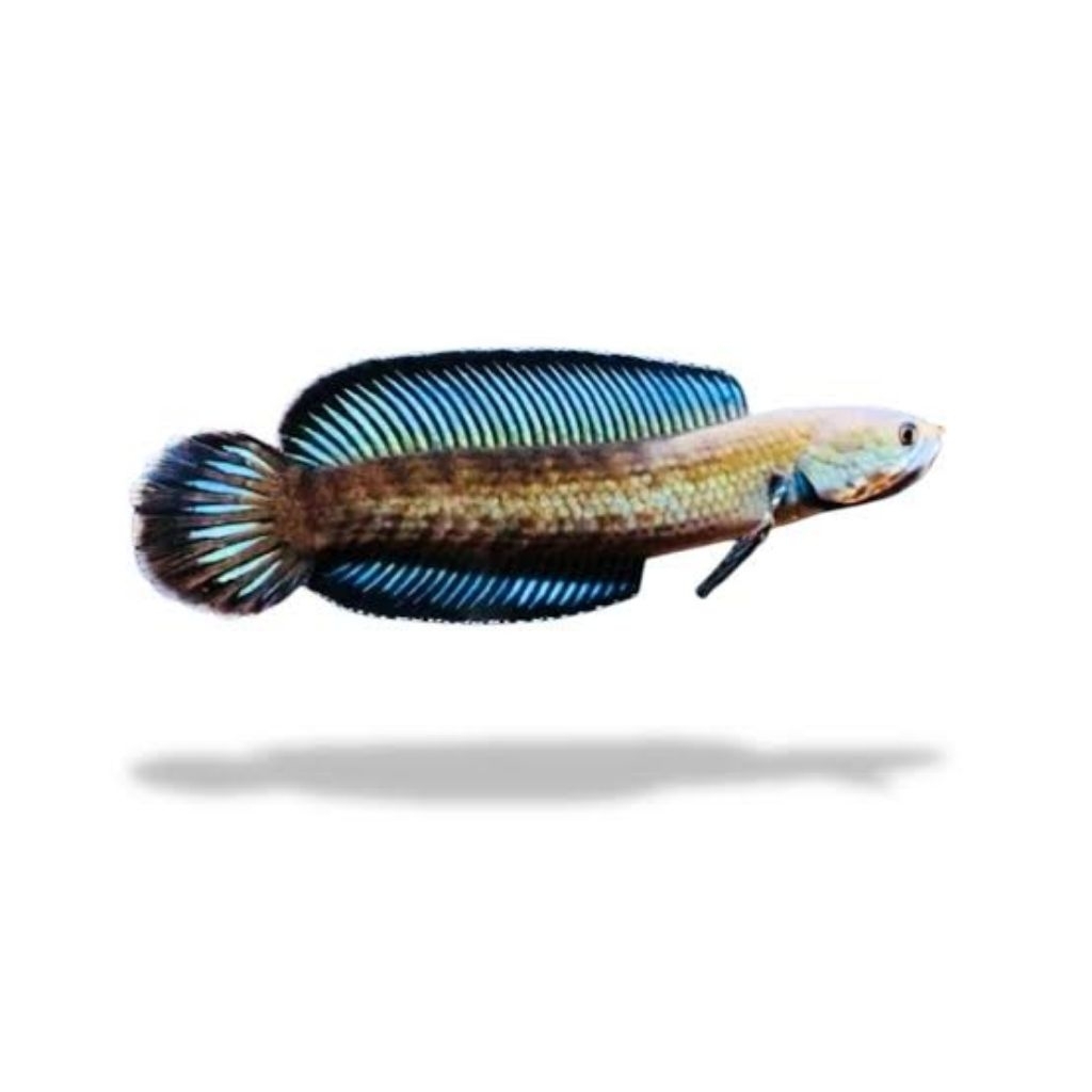 Replika Channa andrao 5-7cm || Garansi Hidup