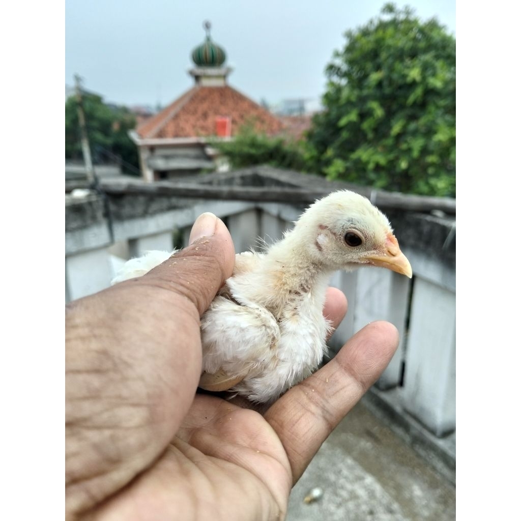 ayam Serama asli anakan usia 1 bulan