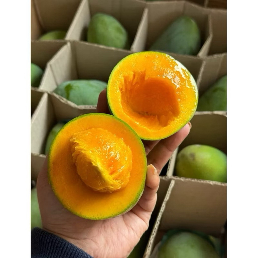 MANGGA ALPUKAT 1 KG