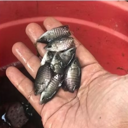 bibit ikan gurame soang ukuran silet untuk budidaya