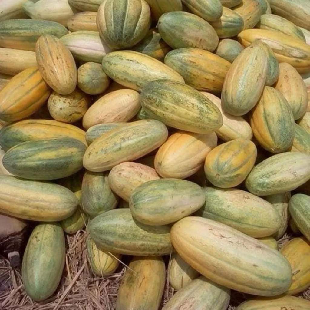 BIBIT BENIH TIMUN MAS || 50 BENIH UNGGUL || RASA MANIS SEGAR, DAGING BUAH TEBAL || MUDAH TUMBUH TAHA