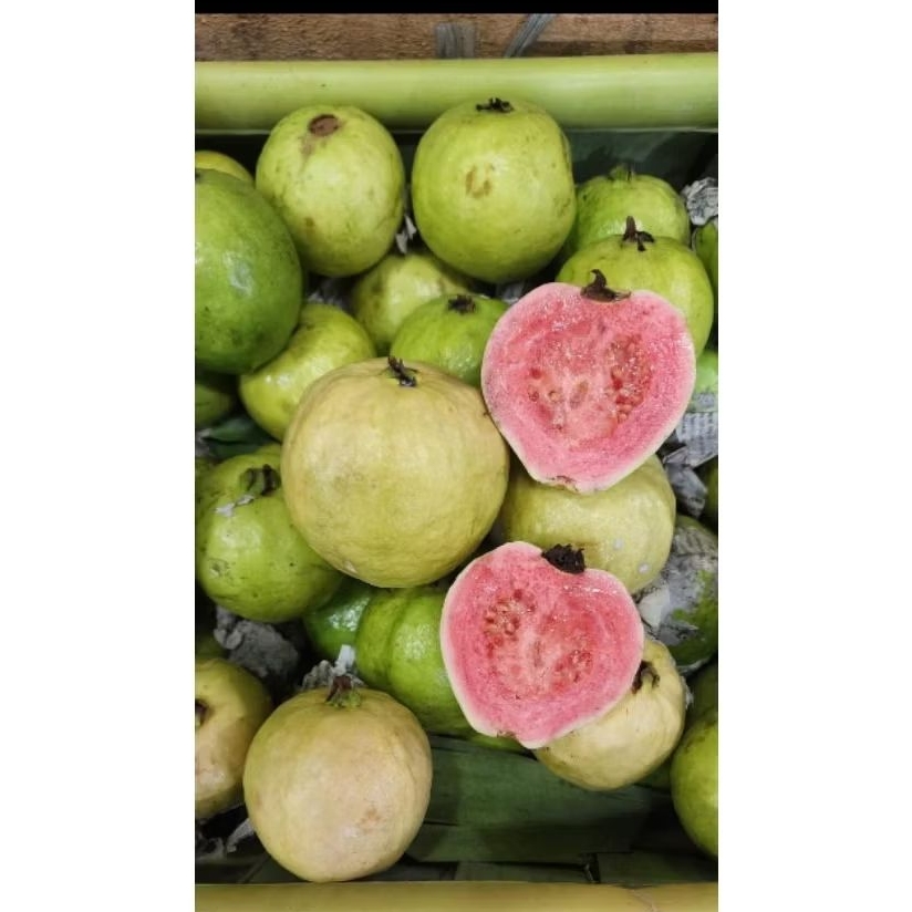 Jambu biji merah 1kg / Jambu Merah 1 kg / Untuk Jus Buah