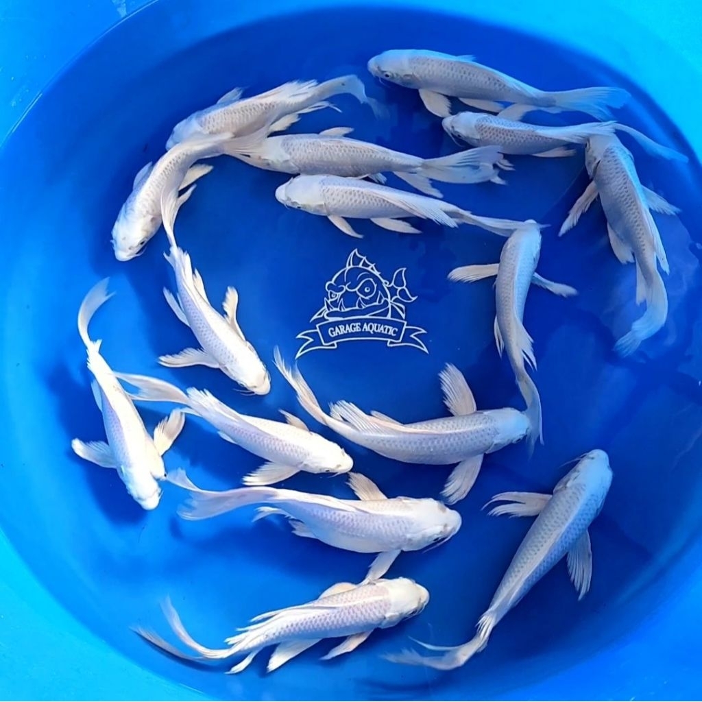 (INSTANT) IKAN KOI PLATINUM SLAYER KUMPAI IKAN HIAS AQUARIUM KOLAM