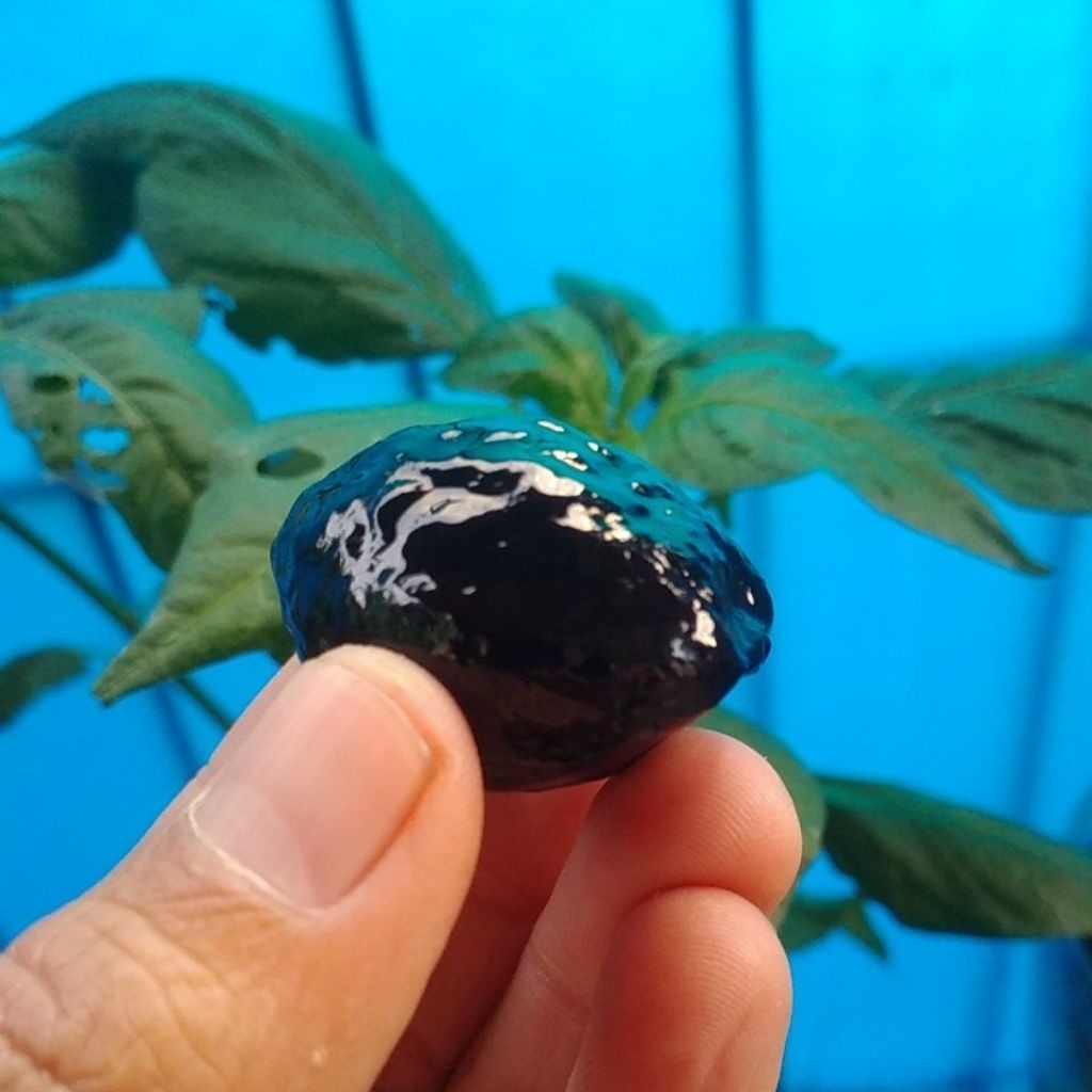 muncang adu,jayanti anak gogog siap adu pale juga bisa