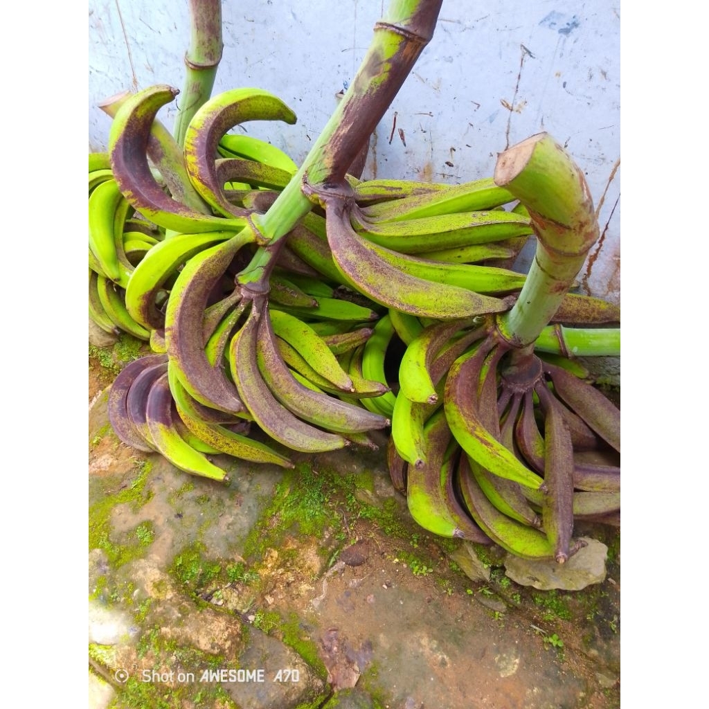 pisang tanduk 1kg