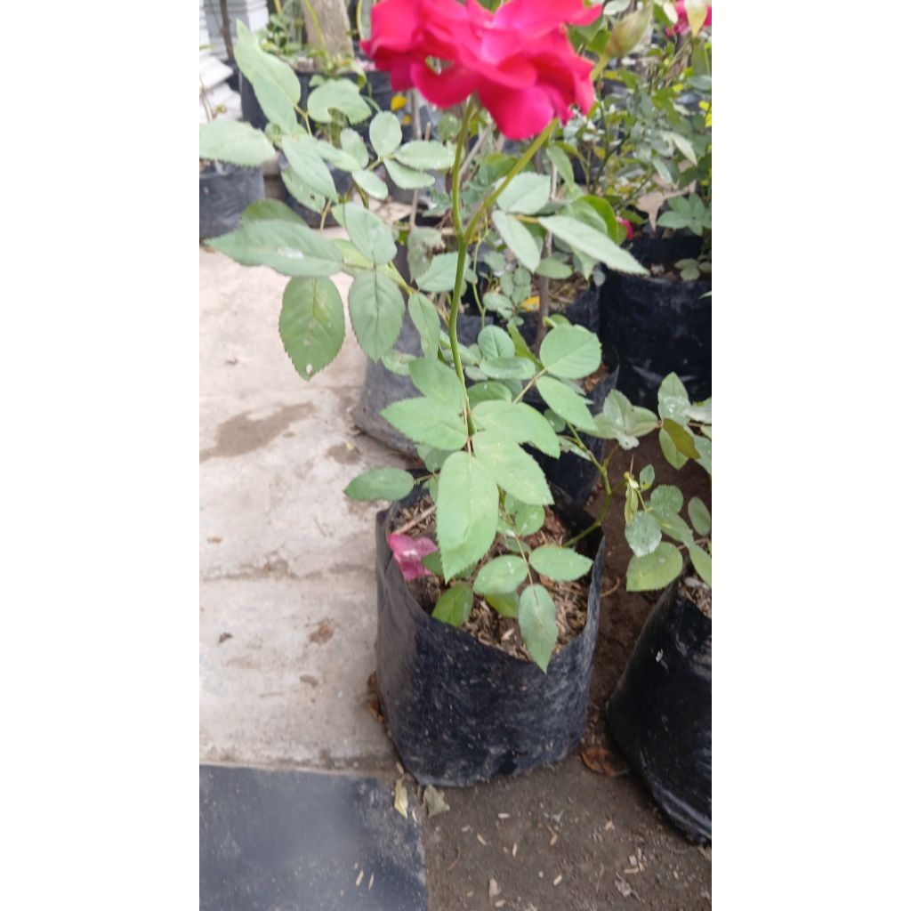 Mawar Kalimantan tanpa duri