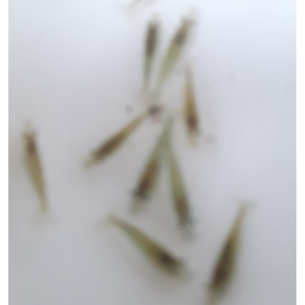 Gerin Peral Udang Hias Air Tawar Hiasan Akuarium