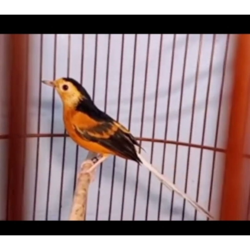 Telur Fertil Murai Batu ZOMBIE 100%siap tetas