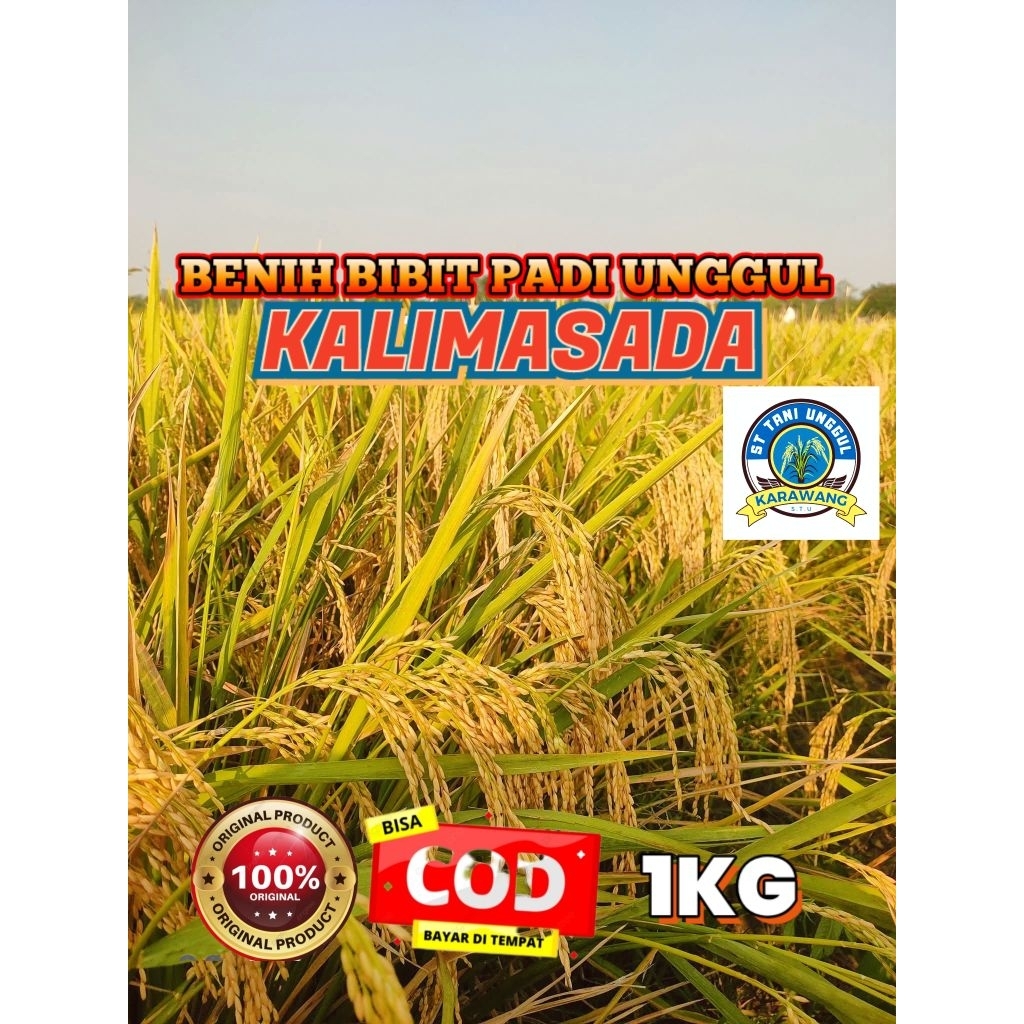 BENIH BIBIT PADI UNGGUL KALIMASADA KEMASAN 1KG