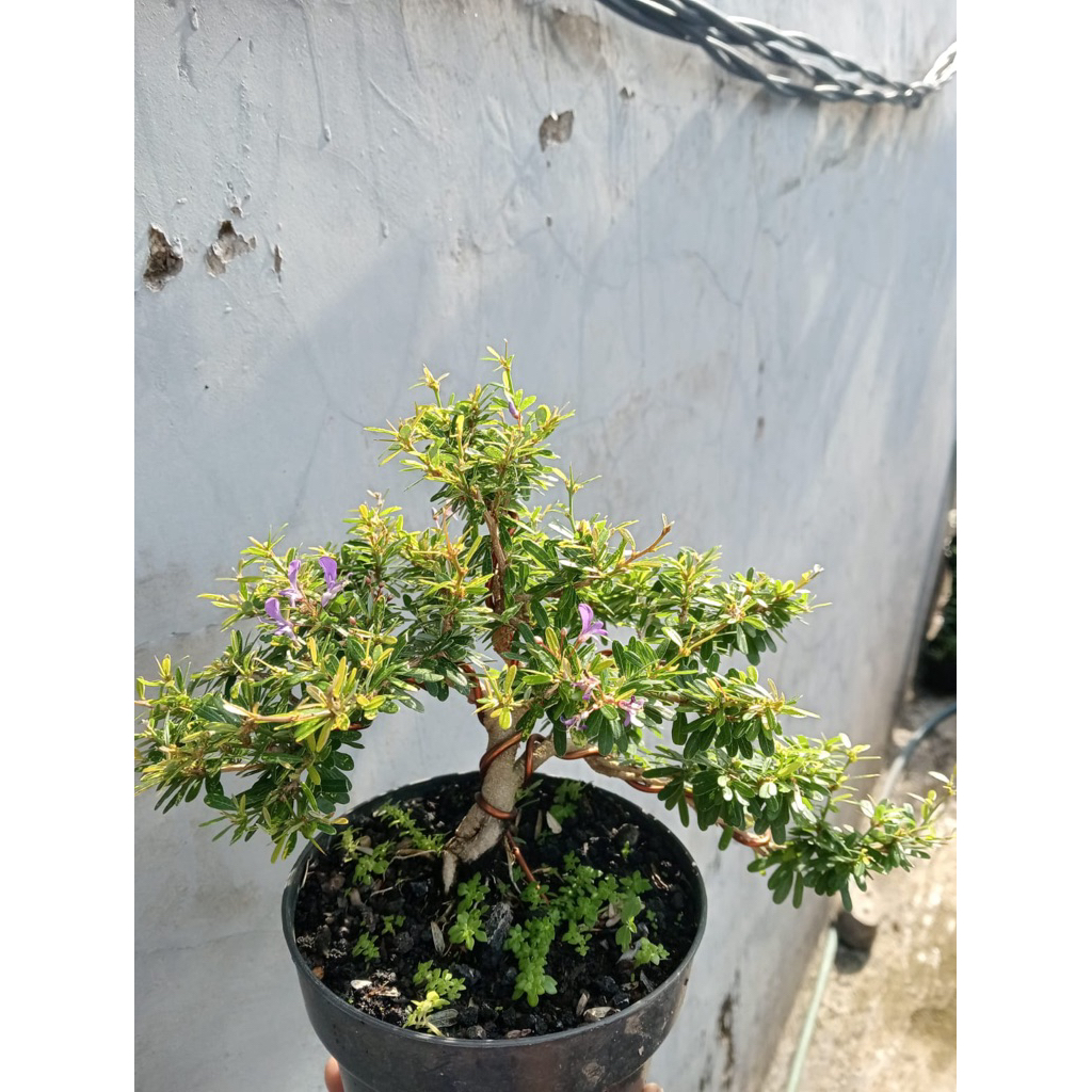 SAENG SIMBUR BUNGA UNGU