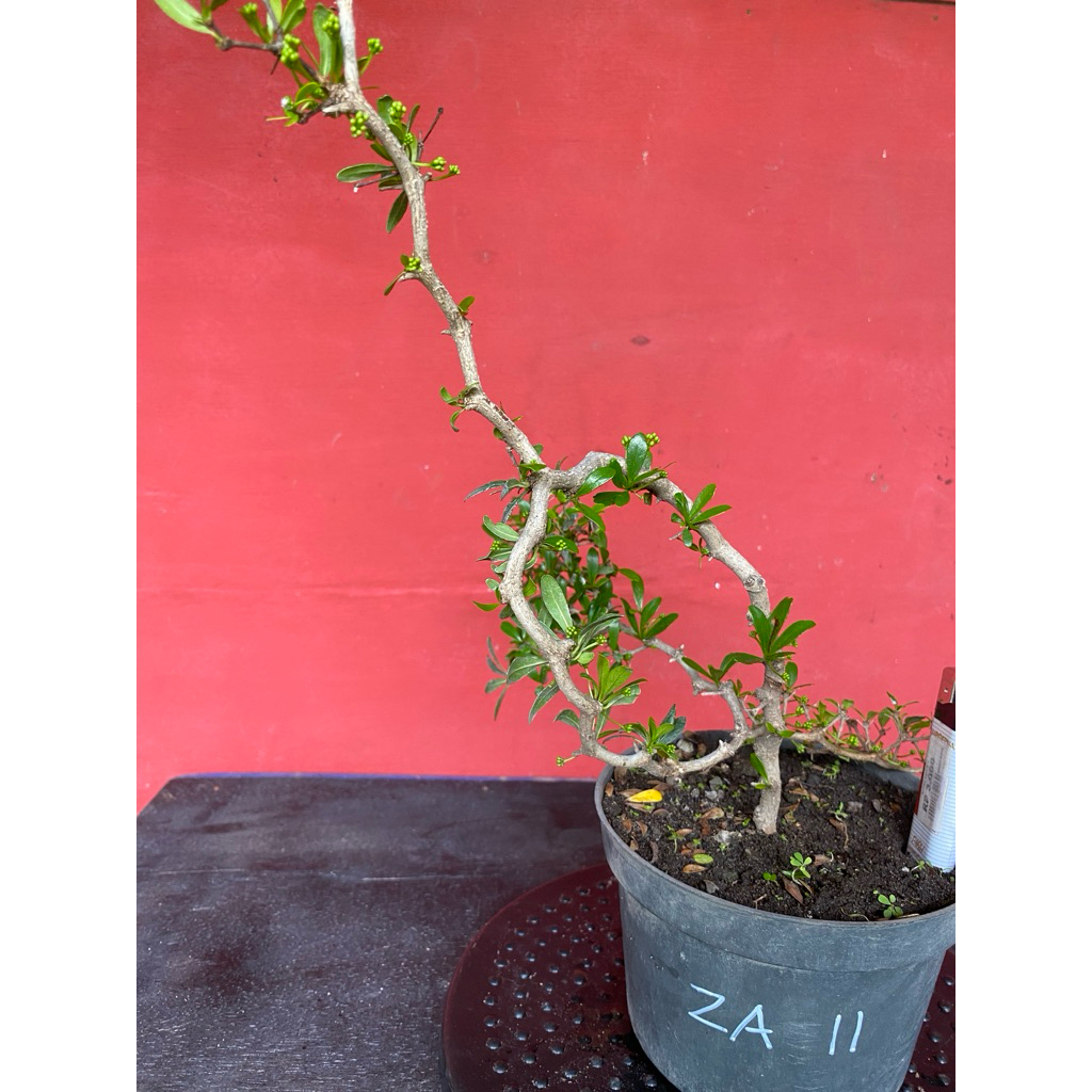 Bahan Bonsai Black Olive ZA-11