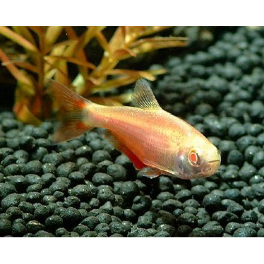 ikan hias tetra buenos aires albino instan