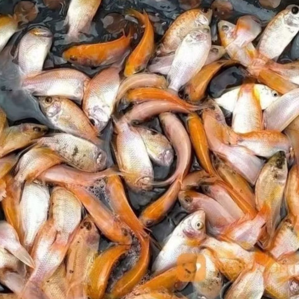 BIBIT IKAN NILA MERAH SIZE 1/2-2 JARI [1 KG]