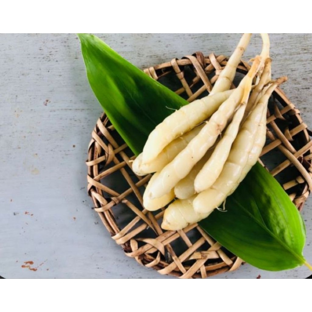 HEMAT 1 kg Umbi Garut segar umbi tarigu obat asam lambung (1 Kg) Umbi Garut / Ubi Garut / Kerut Asli