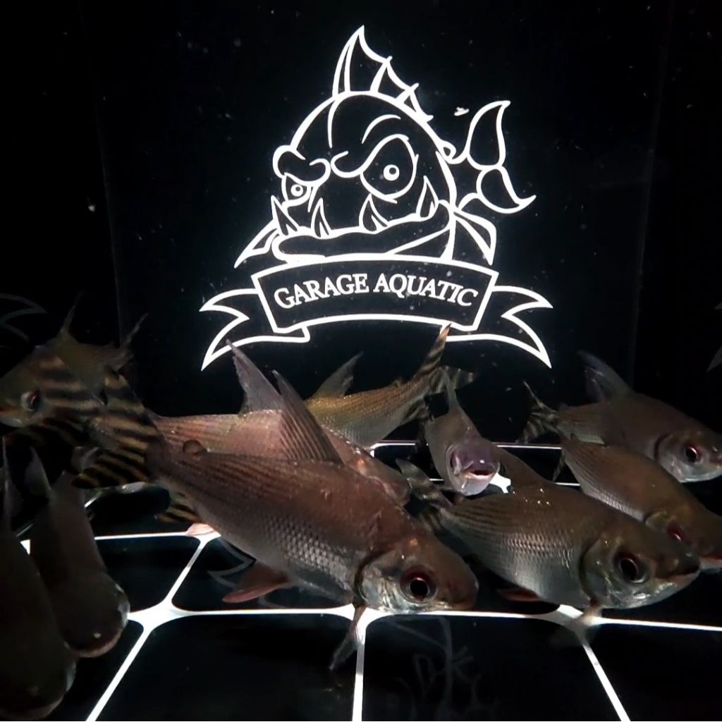 (INSTANT) YELLOW FEIFENG FLAGTAIL TANK MATE IKAN HIAS PEMBERSIH AQUARIUM KOLAM