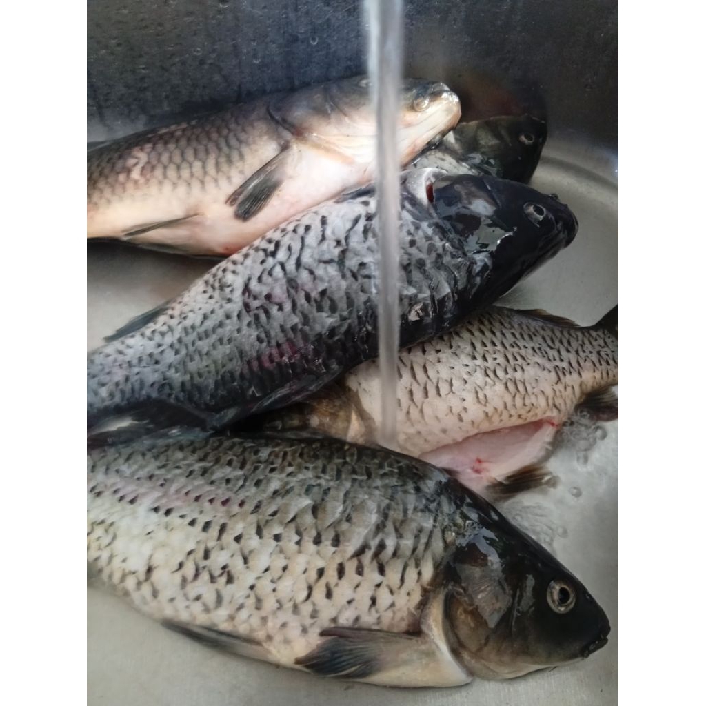 IKAN MAS SEGAR