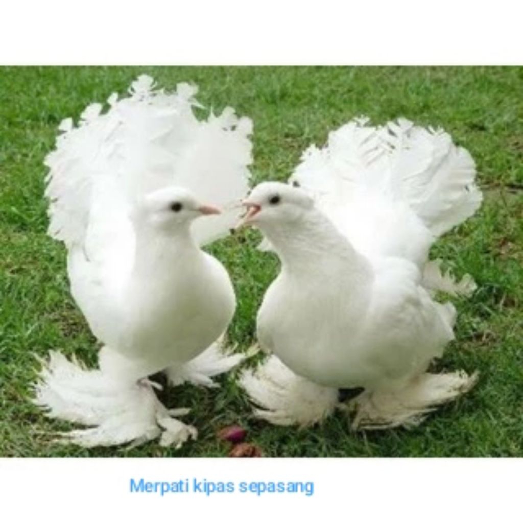 BURUNG MERPATI KIPAS SEPASANG PILIHN TERBAIK