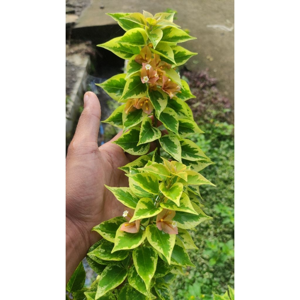 Bibit Bougenville Singapore Kuning Varigata