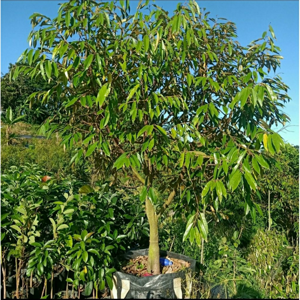bibit durian musang king kaki 3 batang besar planterbag
